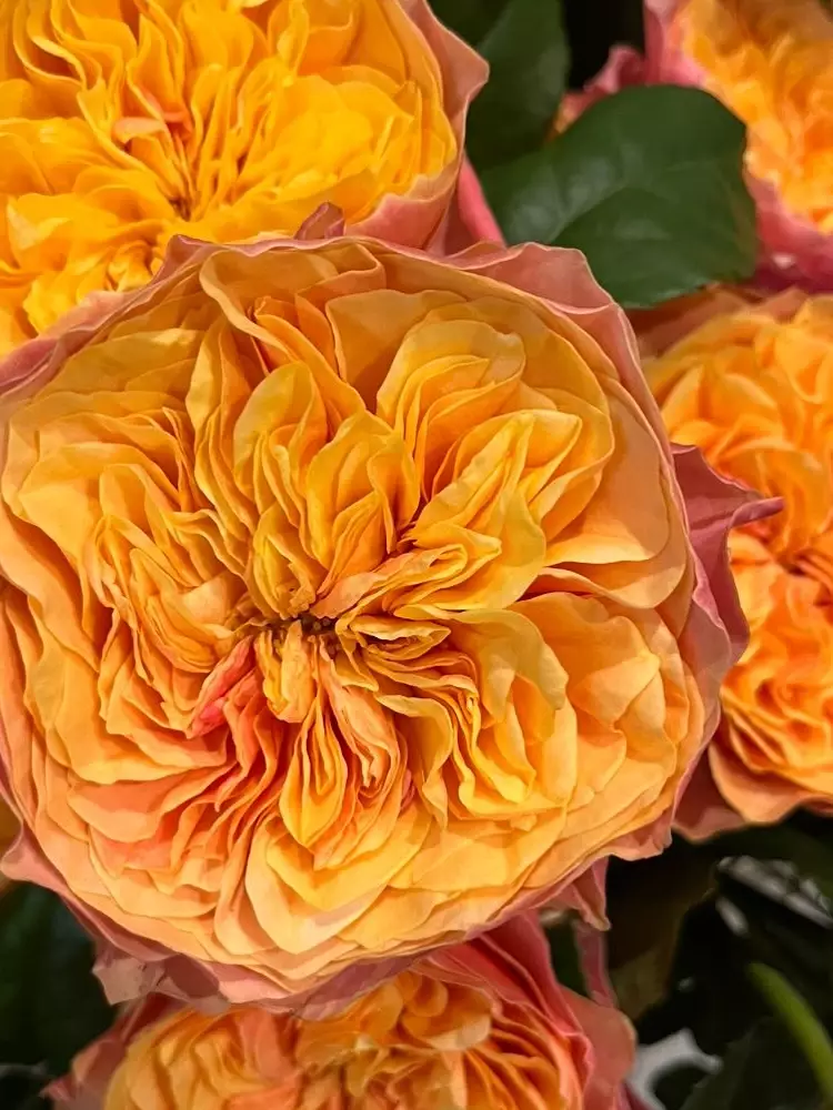 angol rózsa